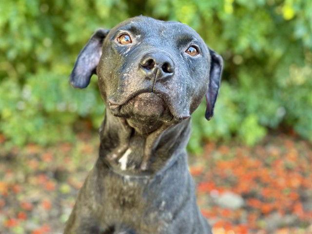 Enlarge BILLY, a Adoptable Labrador Retriever in Tavares, FL image 1/1