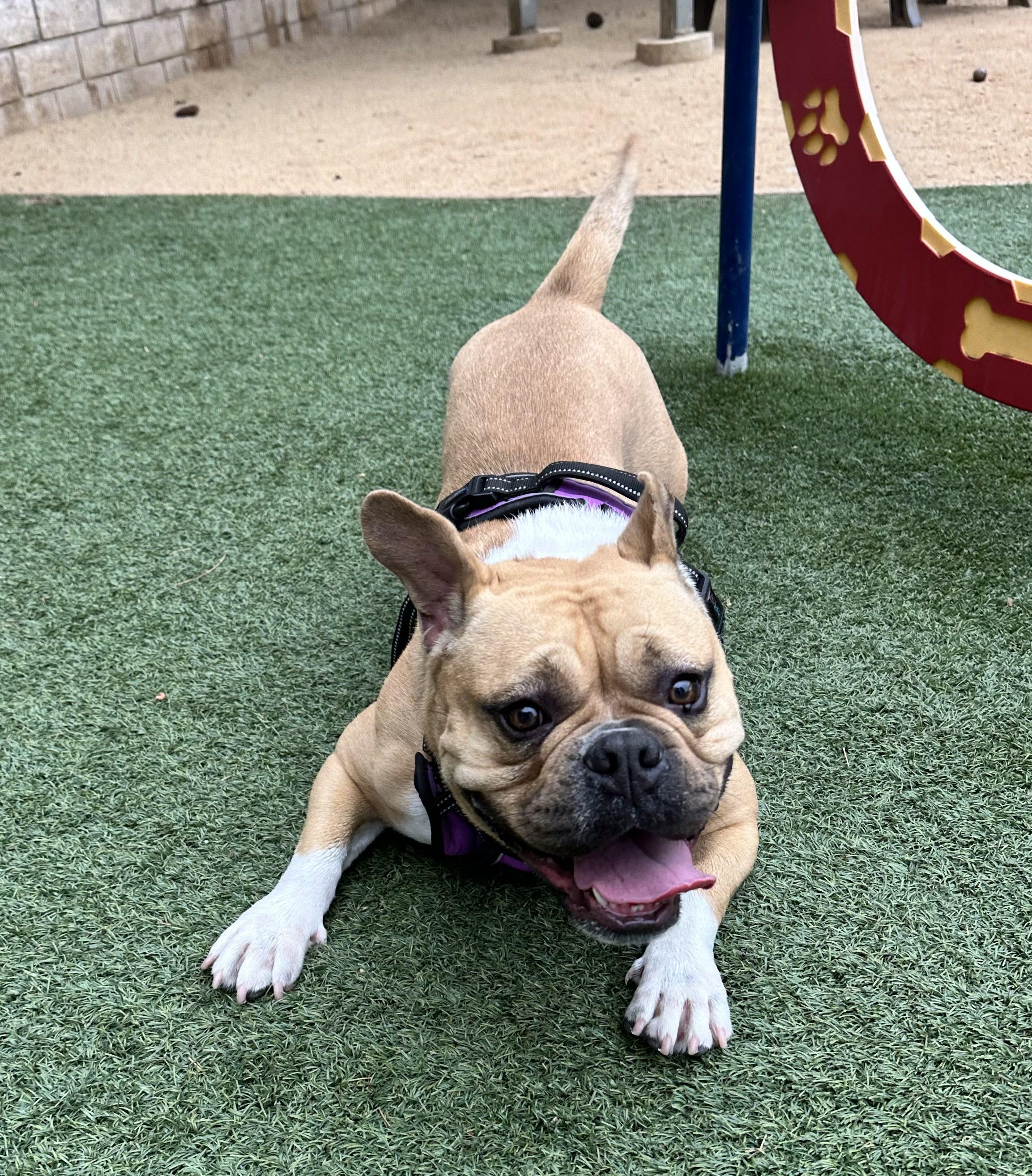 Enlarge Bailey, a ADOPTABLE mixed breed in Los Angeles, CA image 2/6