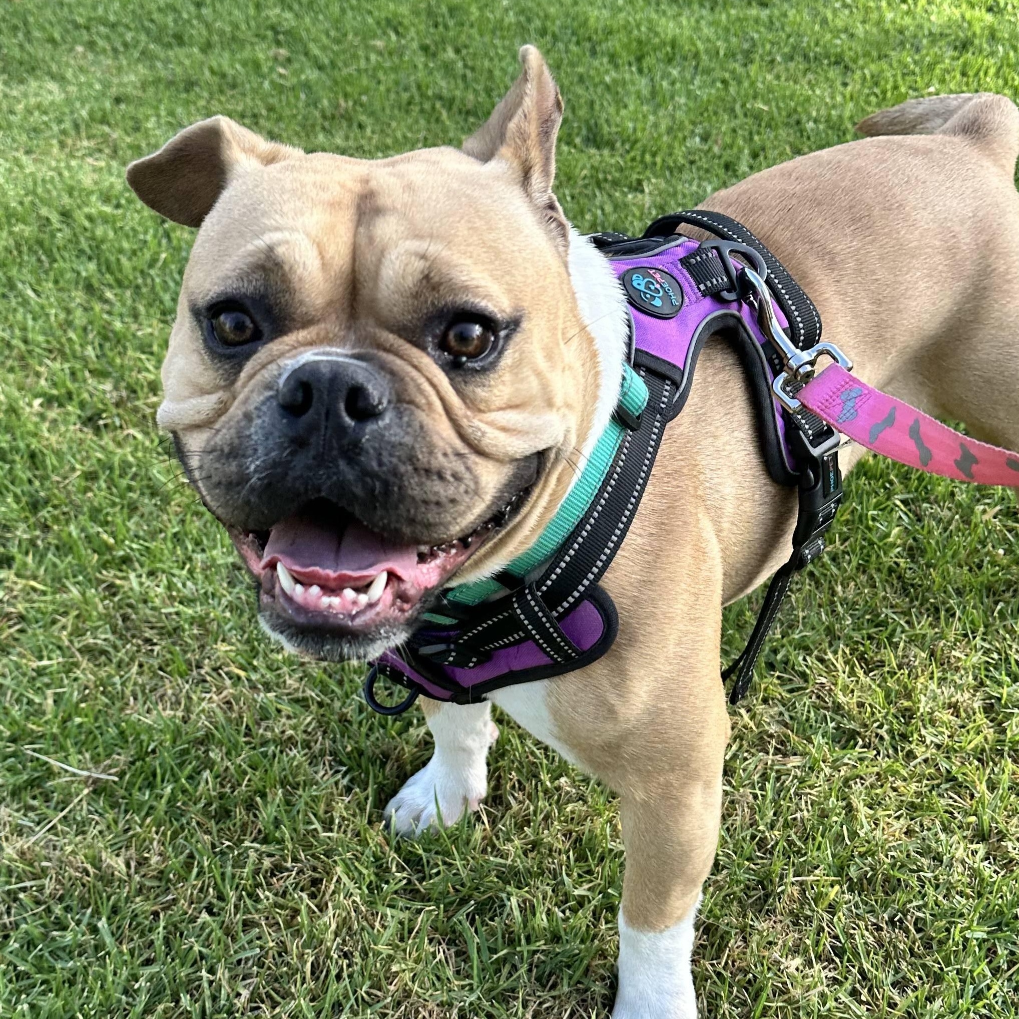 Enlarge Bailey, a ADOPTABLE mixed breed in Los Angeles, CA image 6/6