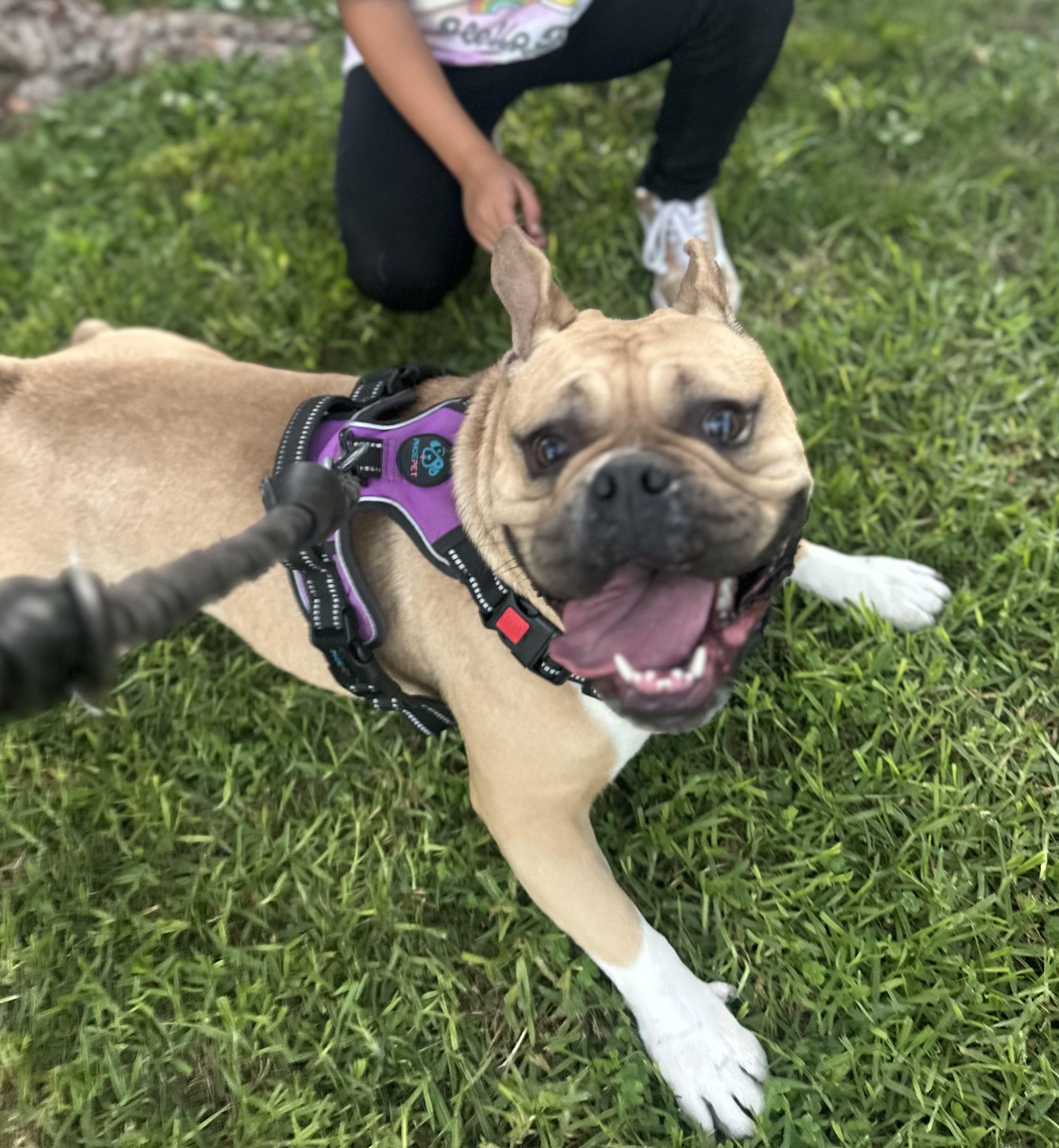 Bailey, ADOPTABLE, Adult Female English Bulldog & Pug.