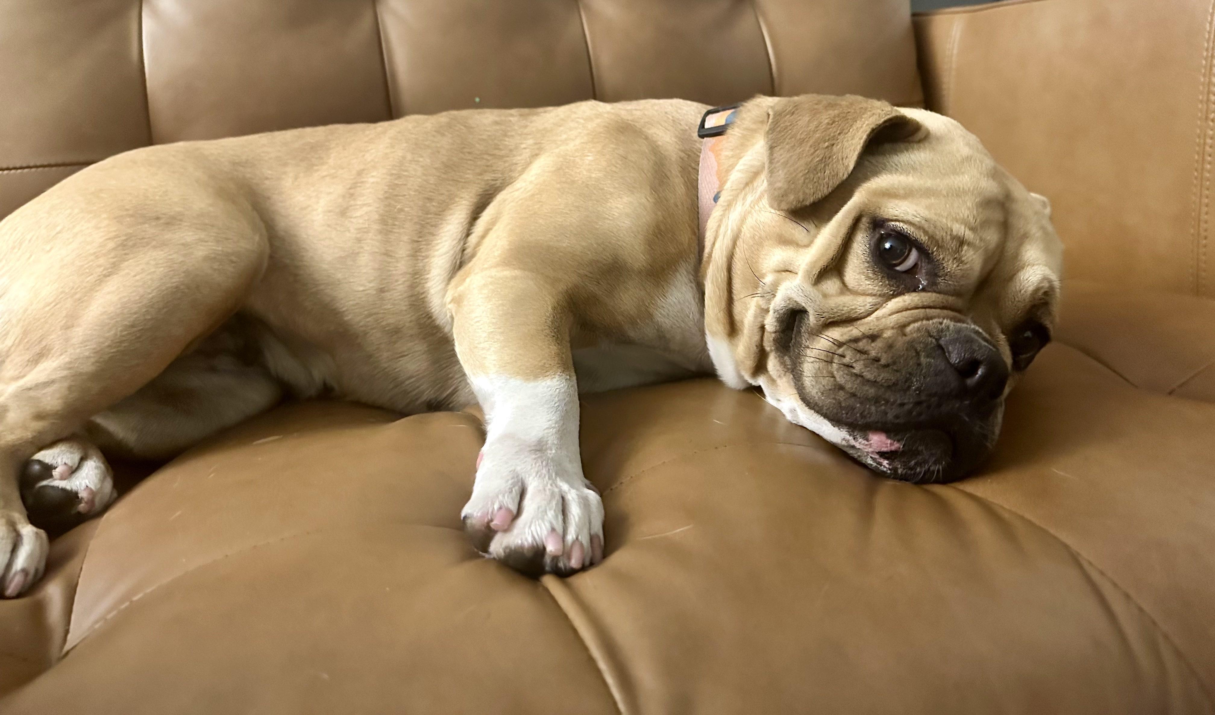 Enlarge Bailey, a ADOPTABLE mixed breed in Los Angeles, CA image 3/6