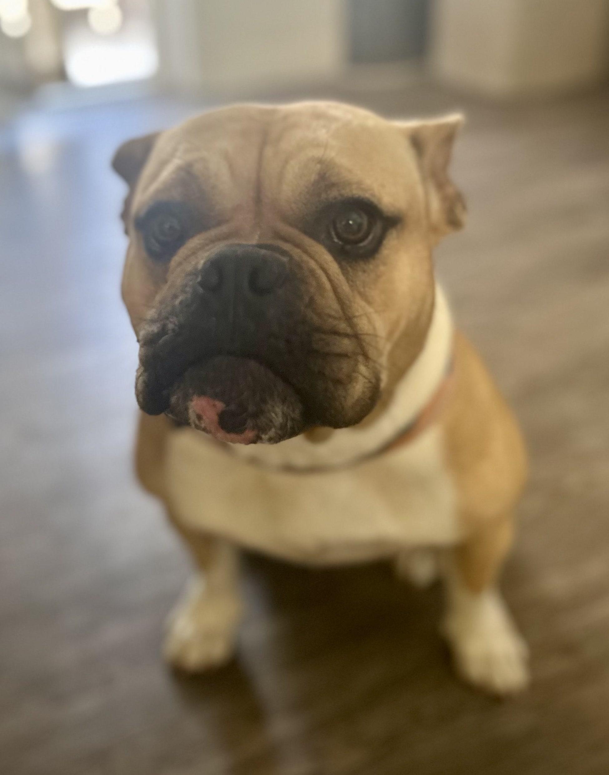 Enlarge Bailey, a ADOPTABLE mixed breed in Los Angeles, CA image 4/6