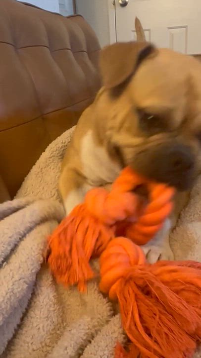 Enlarge Bailey, a ADOPTABLE mixed breed in Los Angeles, CA video 5/6