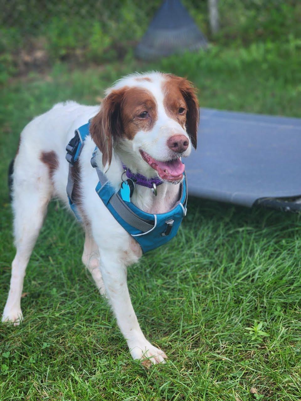 Enlarge Ginger, a ADOPTABLE Brittany Spaniel in Fenton, MI image 2/4
