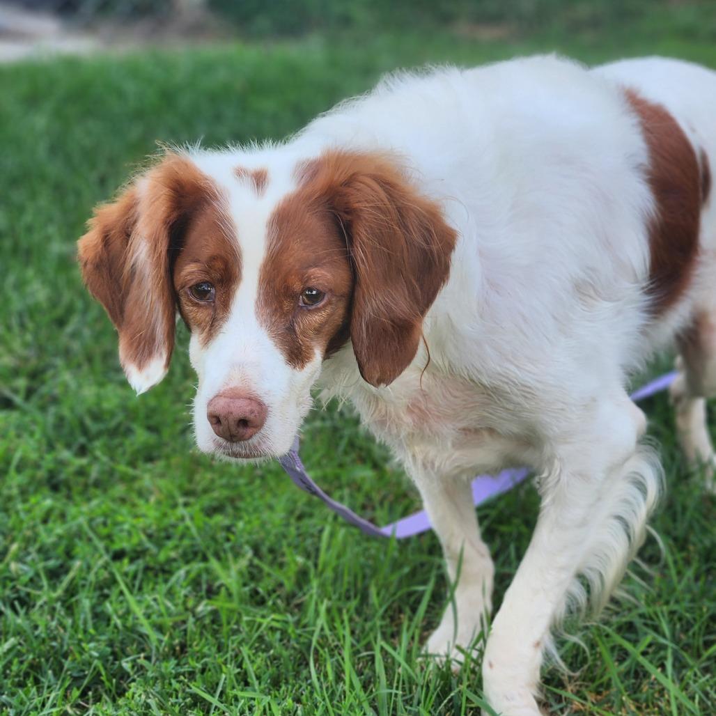 Enlarge Ginger, a ADOPTABLE Brittany Spaniel in Fenton, MI image 4/4