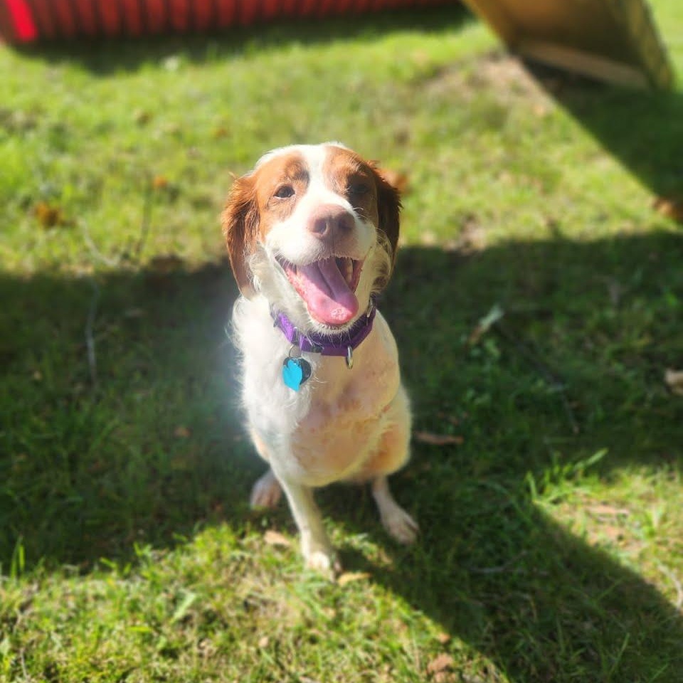 Ginger, ADOPTABLE, Adult Female Brittany Spaniel.