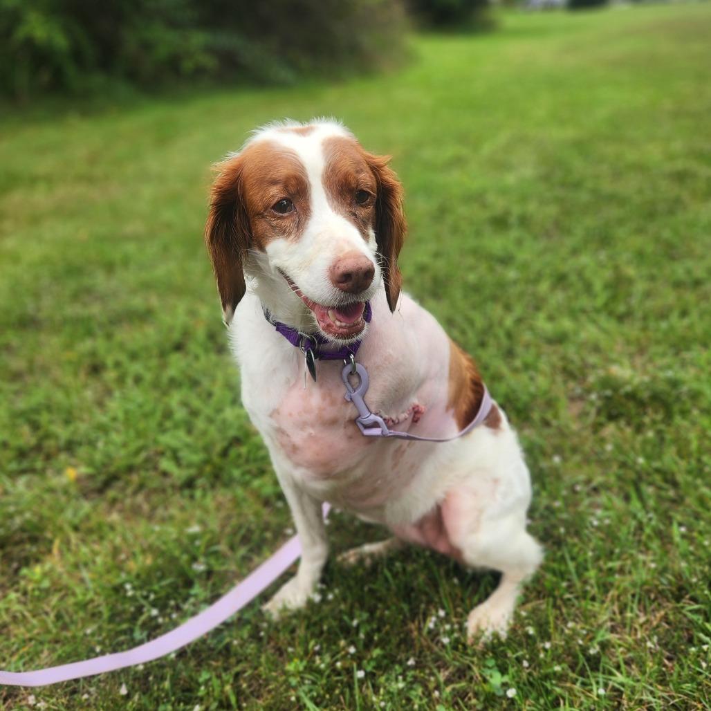 Enlarge Ginger, a ADOPTABLE Brittany Spaniel in Fenton, MI image 3/4