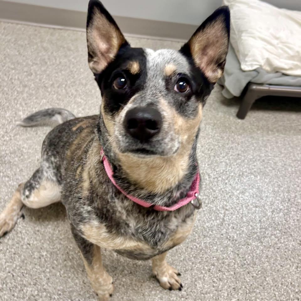 Lelo, Adult Female Australian Cattle Dog / Blue Heeler