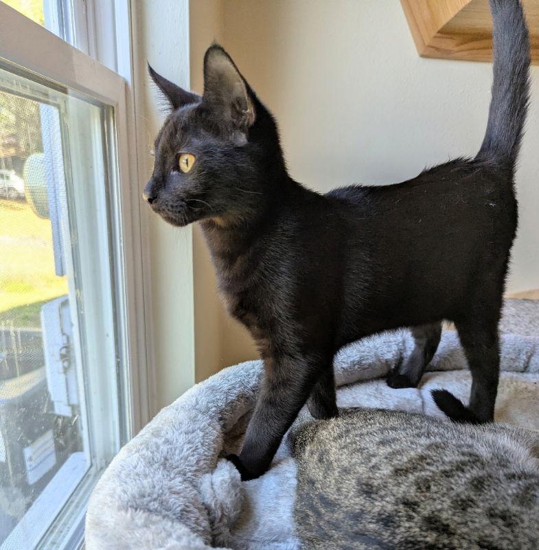 Yoda, Adopted, Young Female Domestic Short Hair.