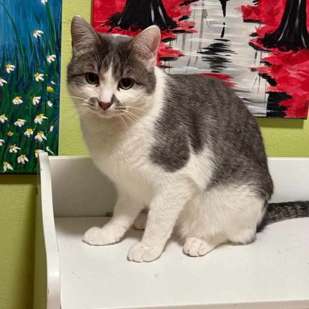 Stan, a Adoptable Domestic Short Hair in Saint Paul, MN image 2/3