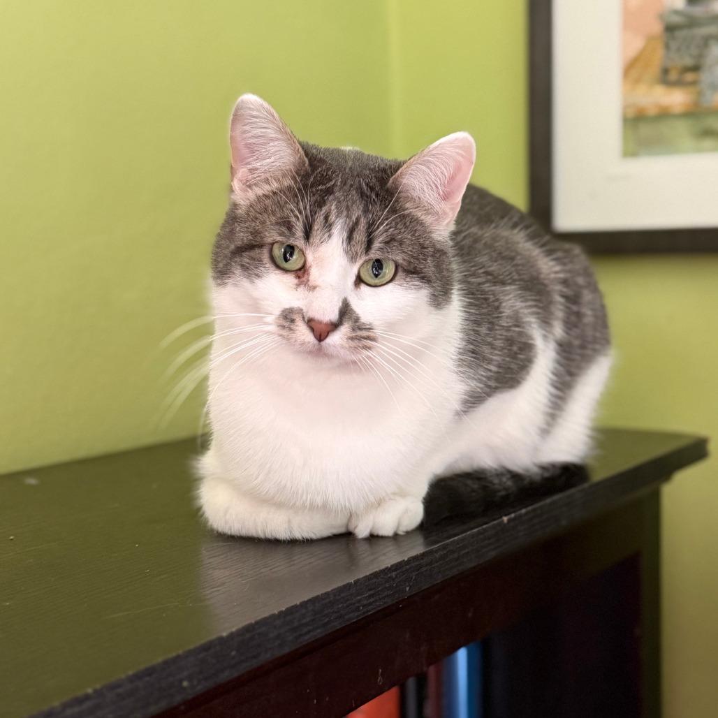 Stan, a Adoptable Domestic Short Hair in Saint Paul, MN image 3/3