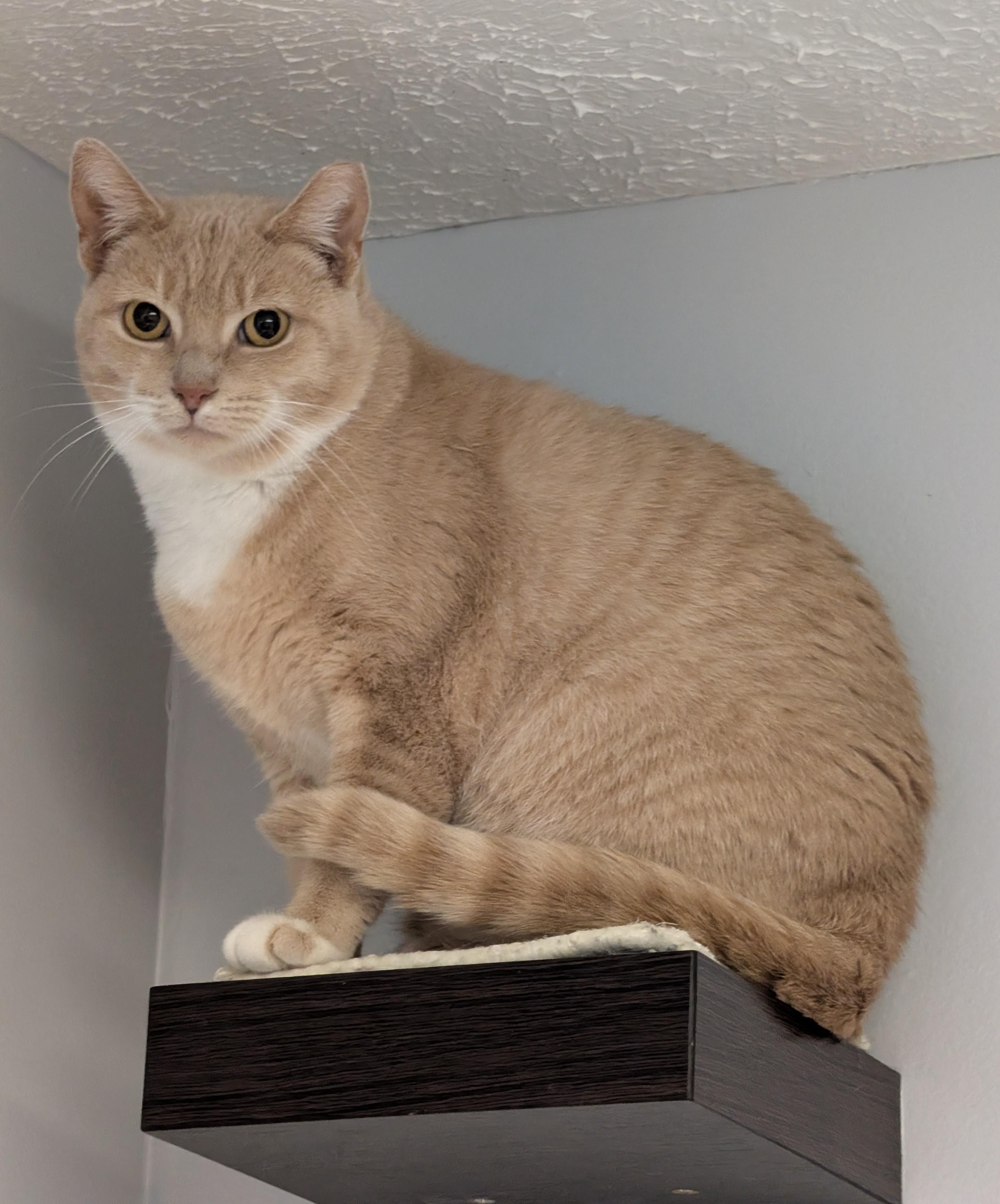 Enlarge Coral, an adopted Domestic Short Hair in Brockport, NY image 2/5