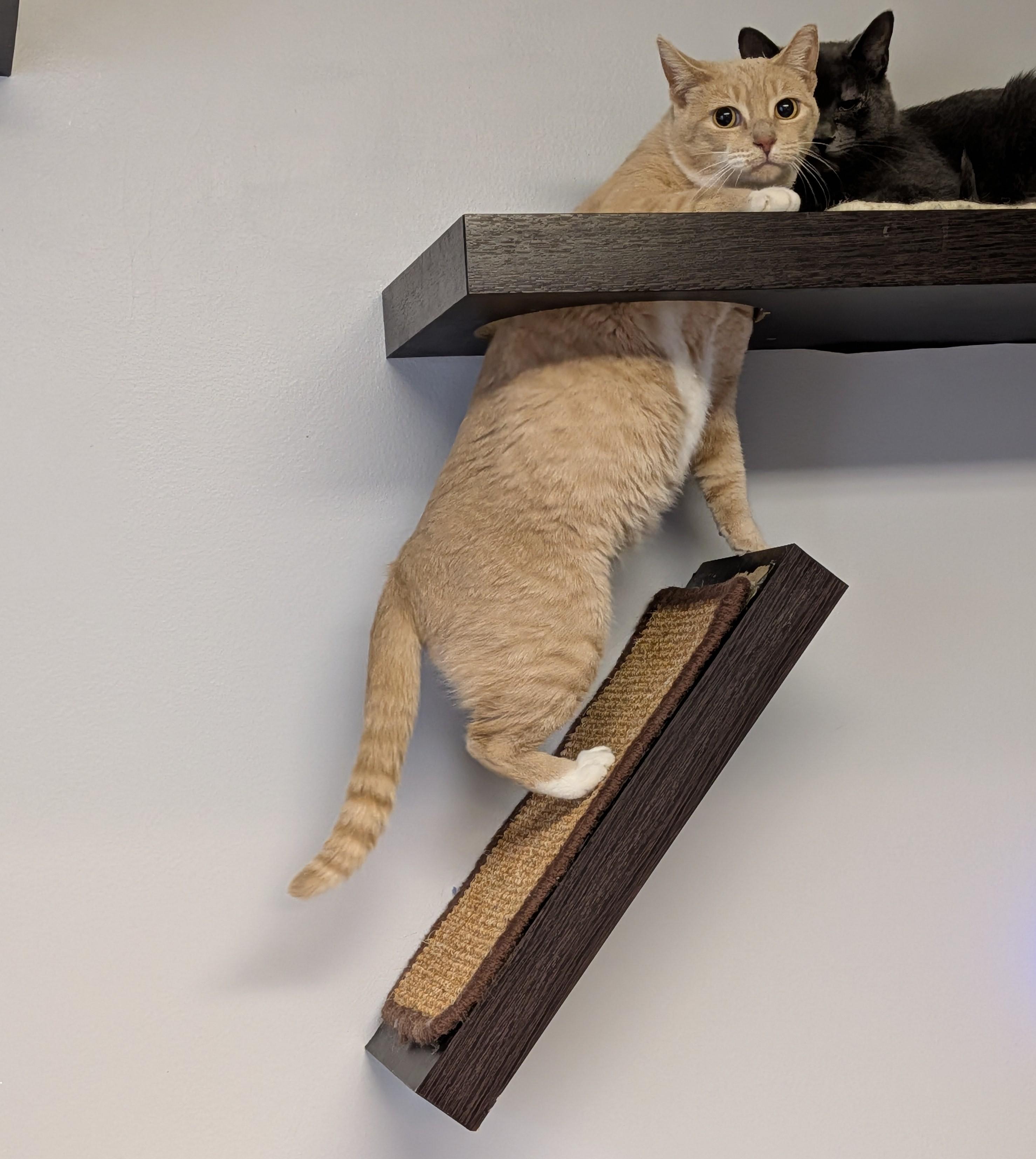 Enlarge Coral, an adopted Domestic Short Hair in Brockport, NY image 4/5