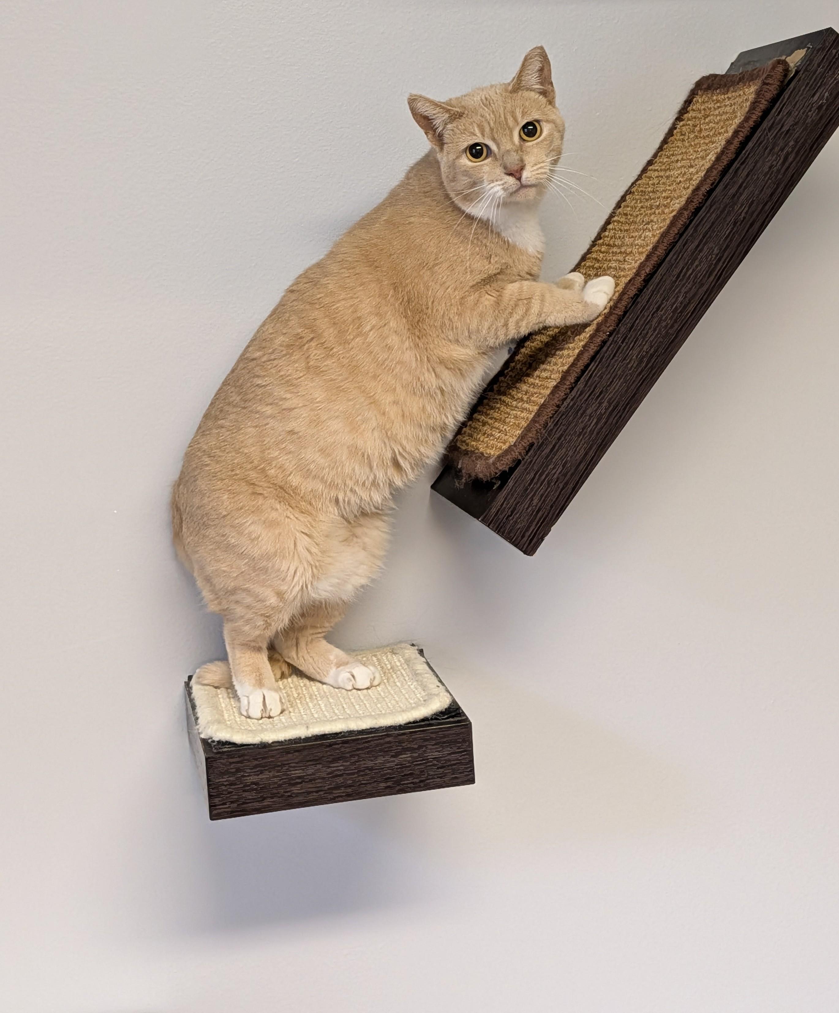Enlarge Coral, an adopted Domestic Short Hair in Brockport, NY image 5/5