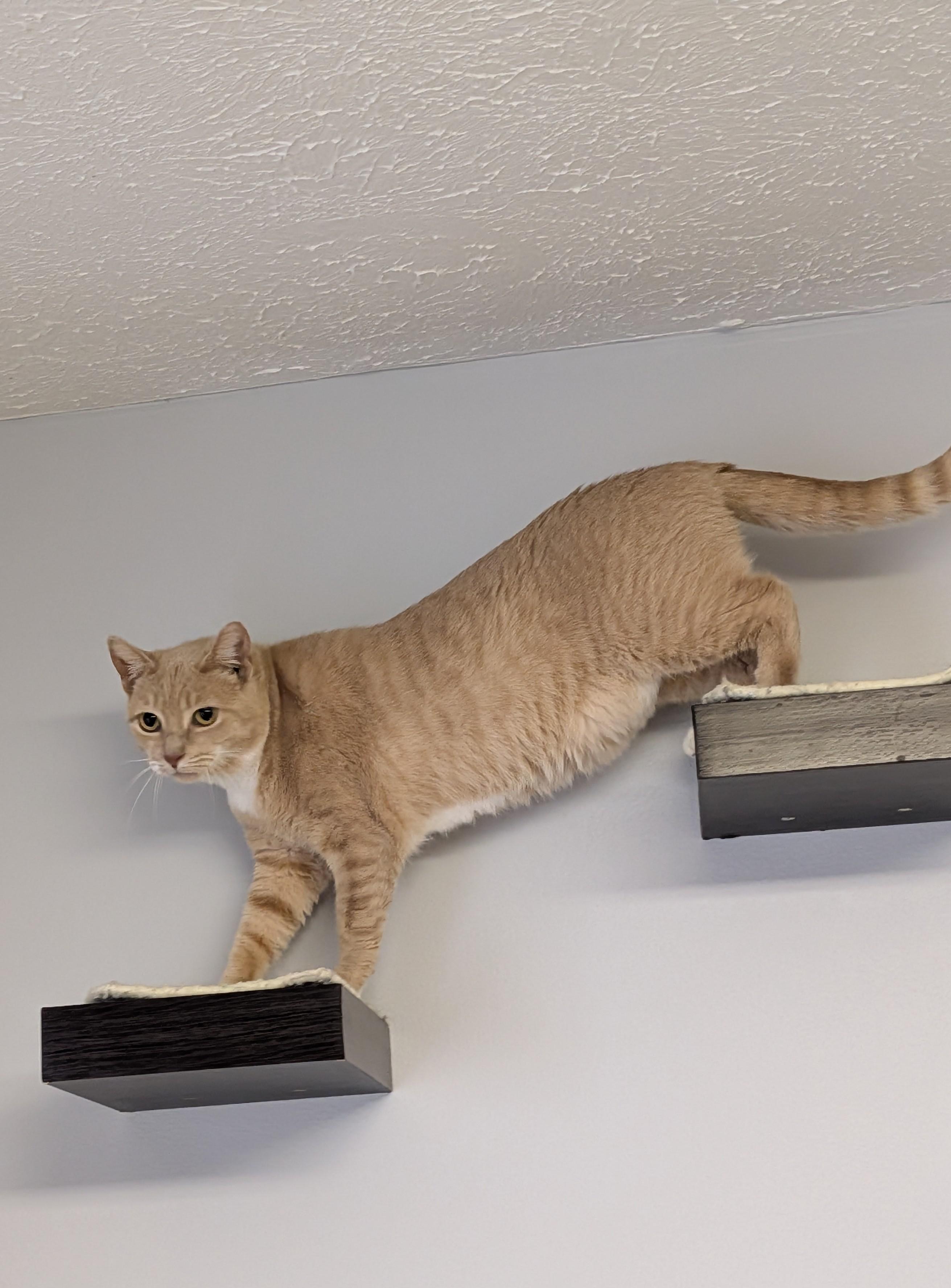 Enlarge Coral, an adopted Domestic Short Hair in Brockport, NY image 3/5