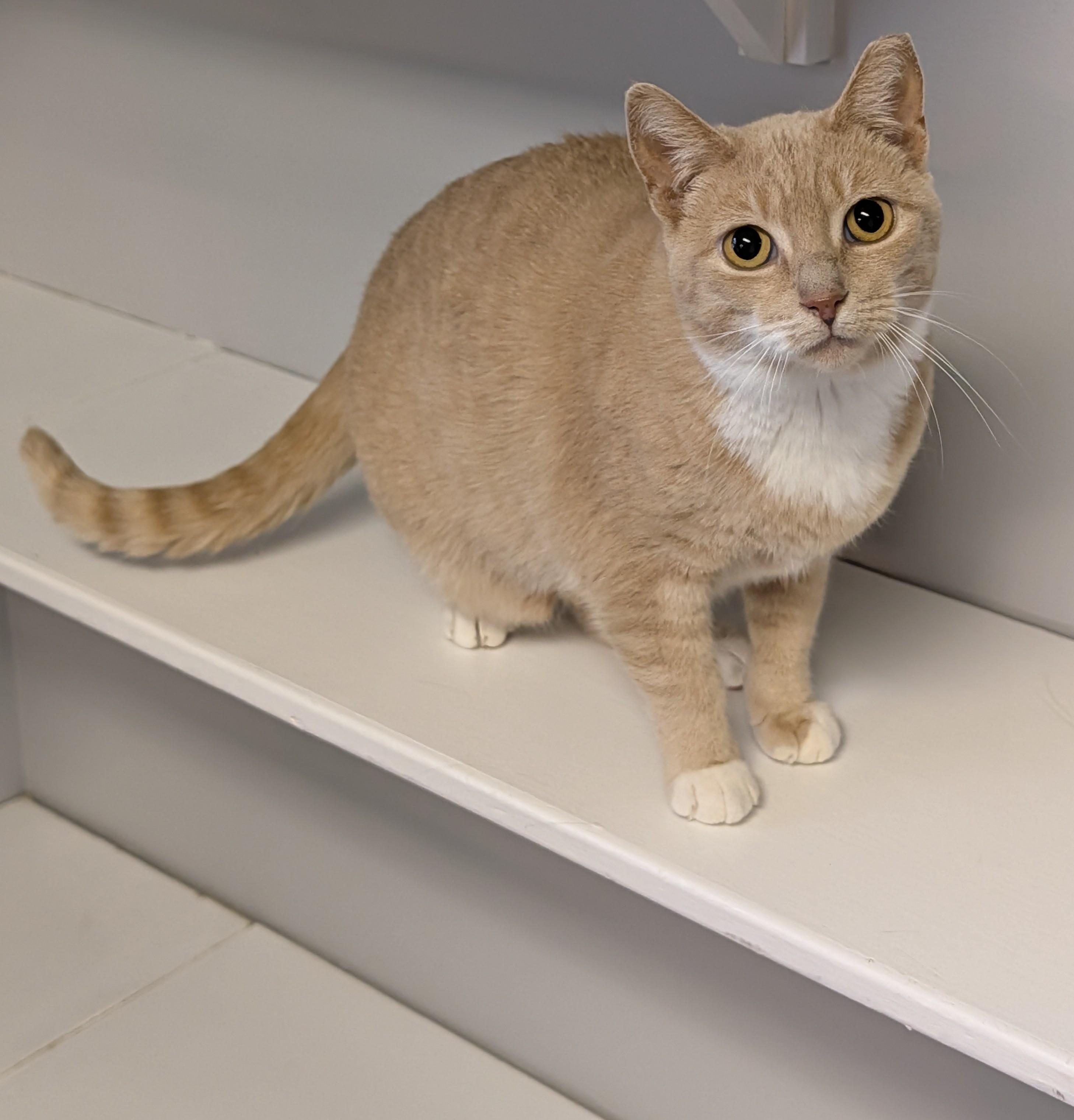 Enlarge Coral, an adopted Domestic Short Hair in Brockport, NY image 1/5