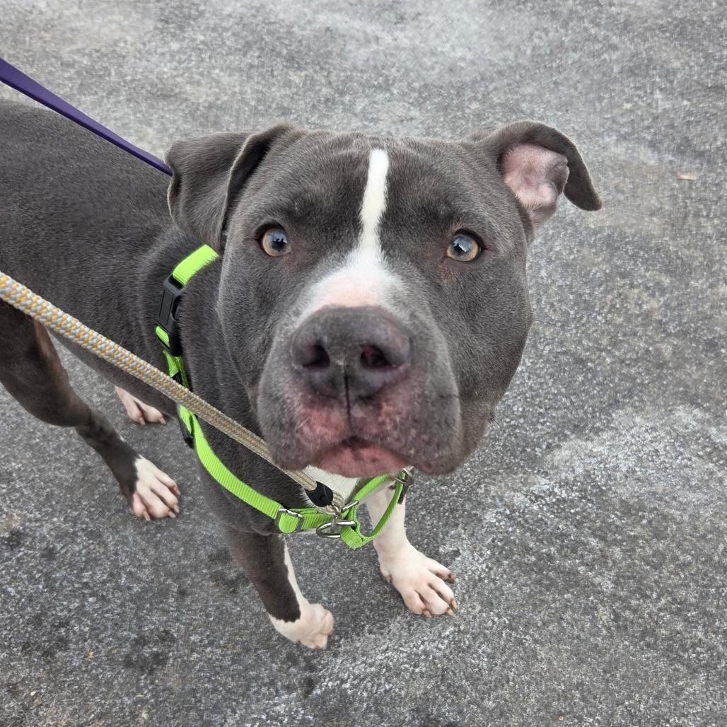 Blitz, Adoptable, Young Male Mixed Breed.