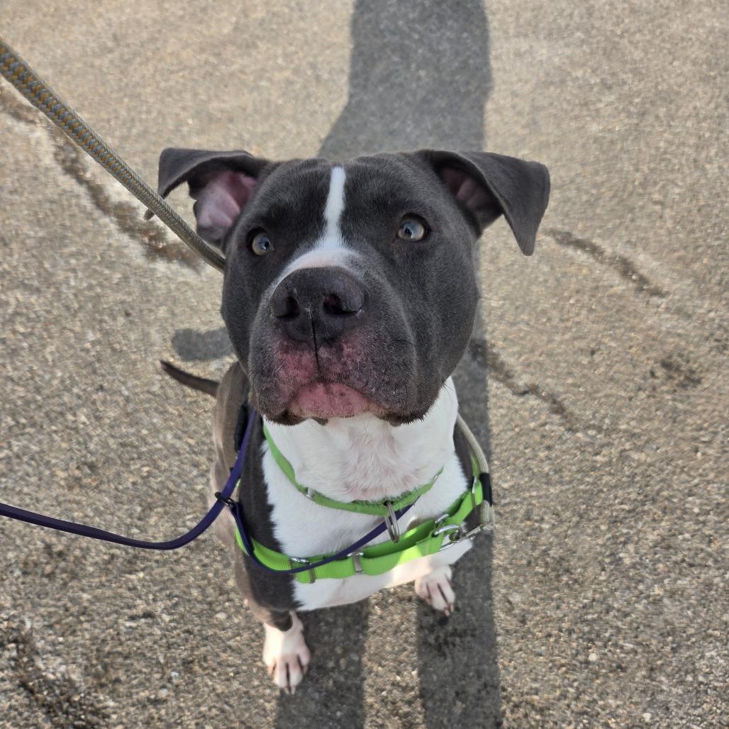 Blitz, a Adoptable Mixed Breed in Ballston Spa, NY image 2/4