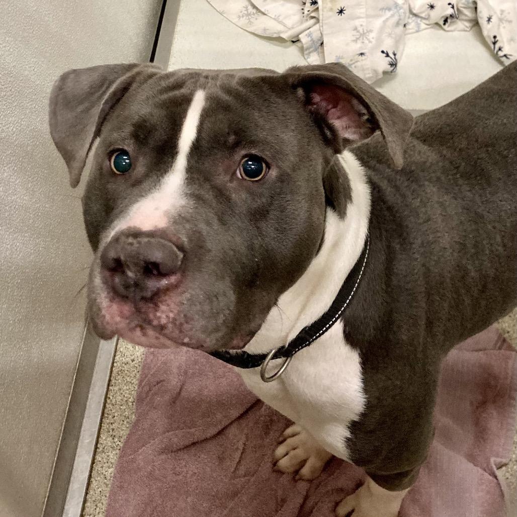 Enlarge Blitz, a Adoptable Mixed Breed in Ballston Spa, NY image 1/1