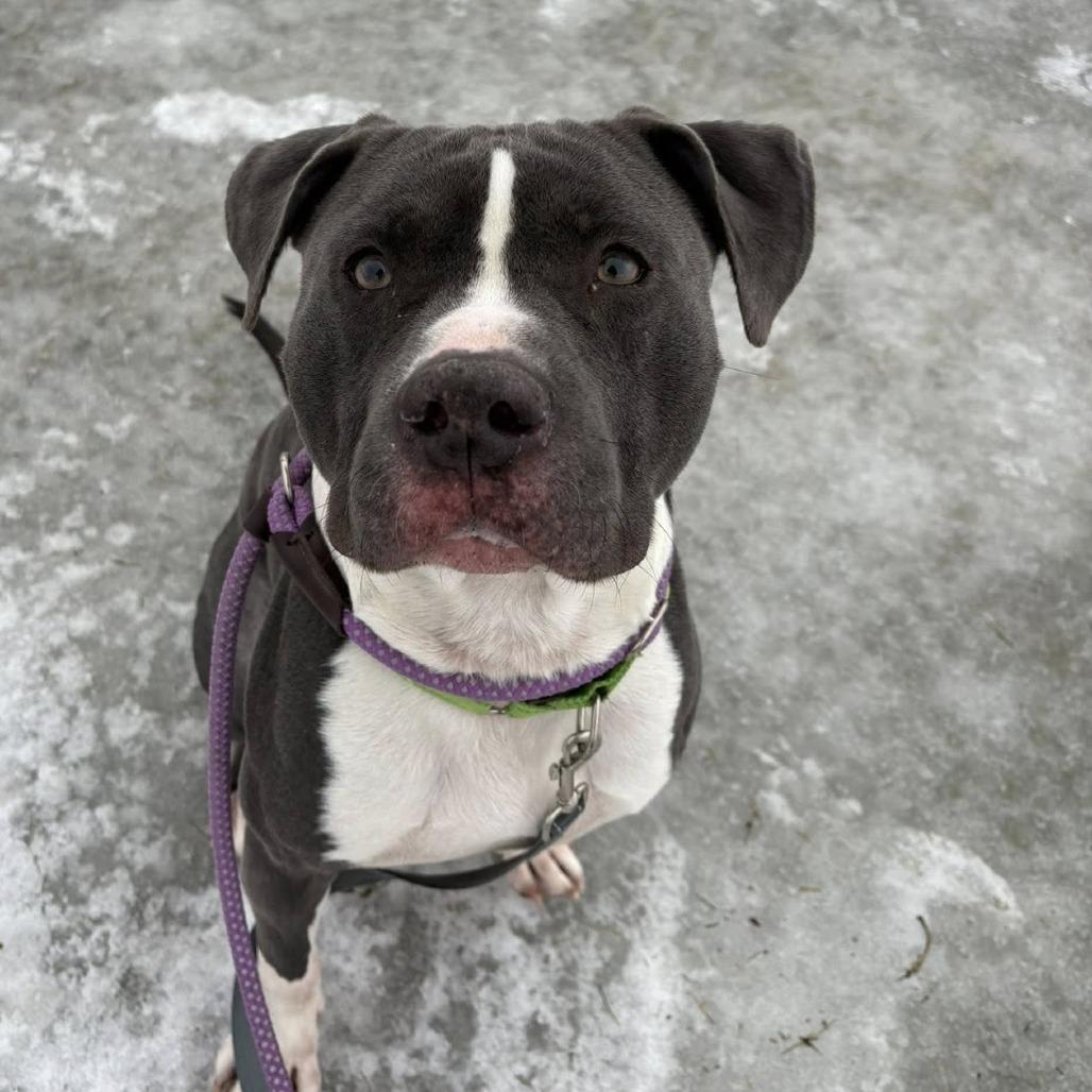 Enlarge Blitz, a Adoptable Mixed Breed in Ballston Spa, NY image 2/2