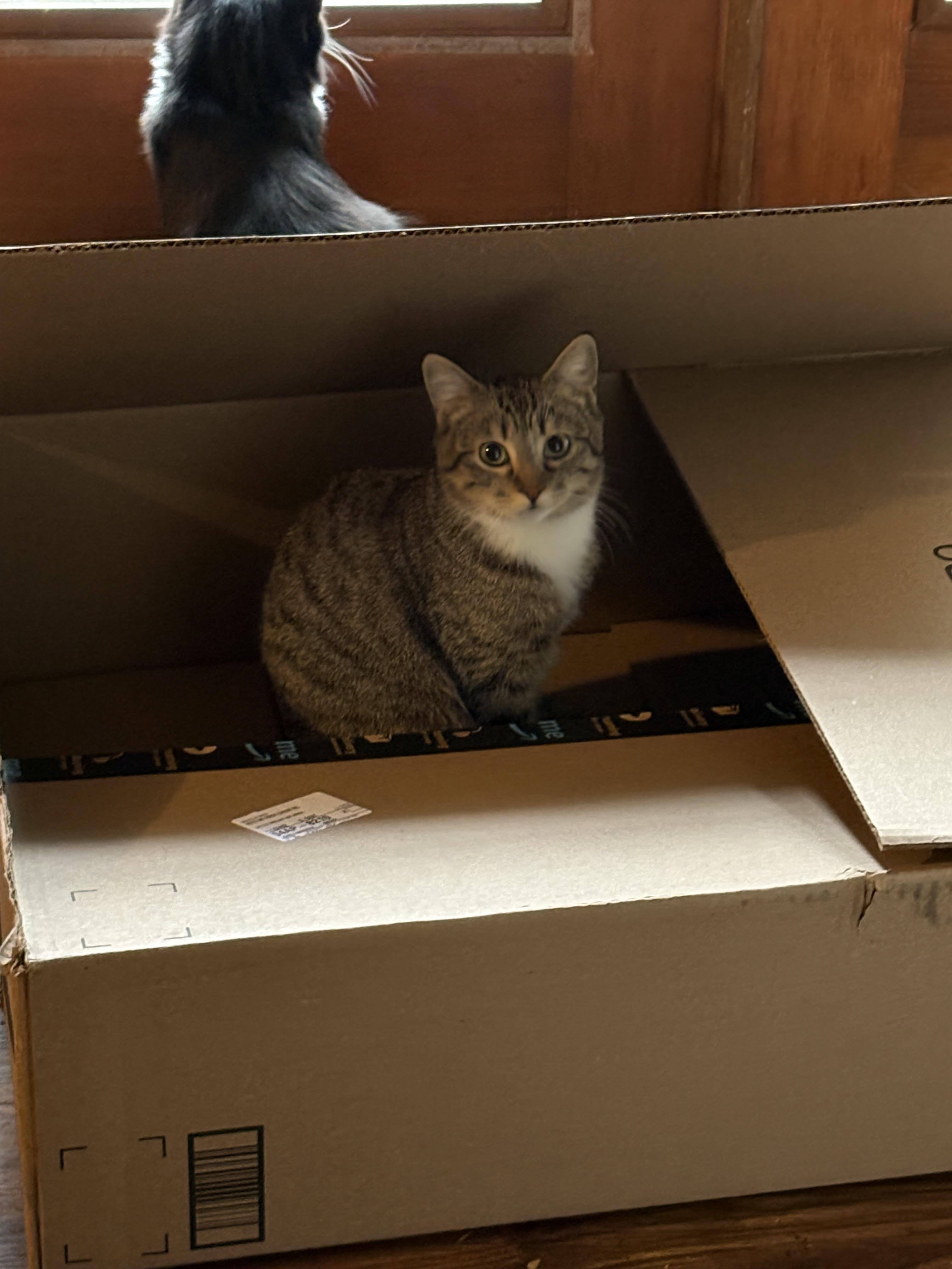 Enlarge Adam James, a Adopted Domestic Short Hair in Battle Ground, WA image 2/6