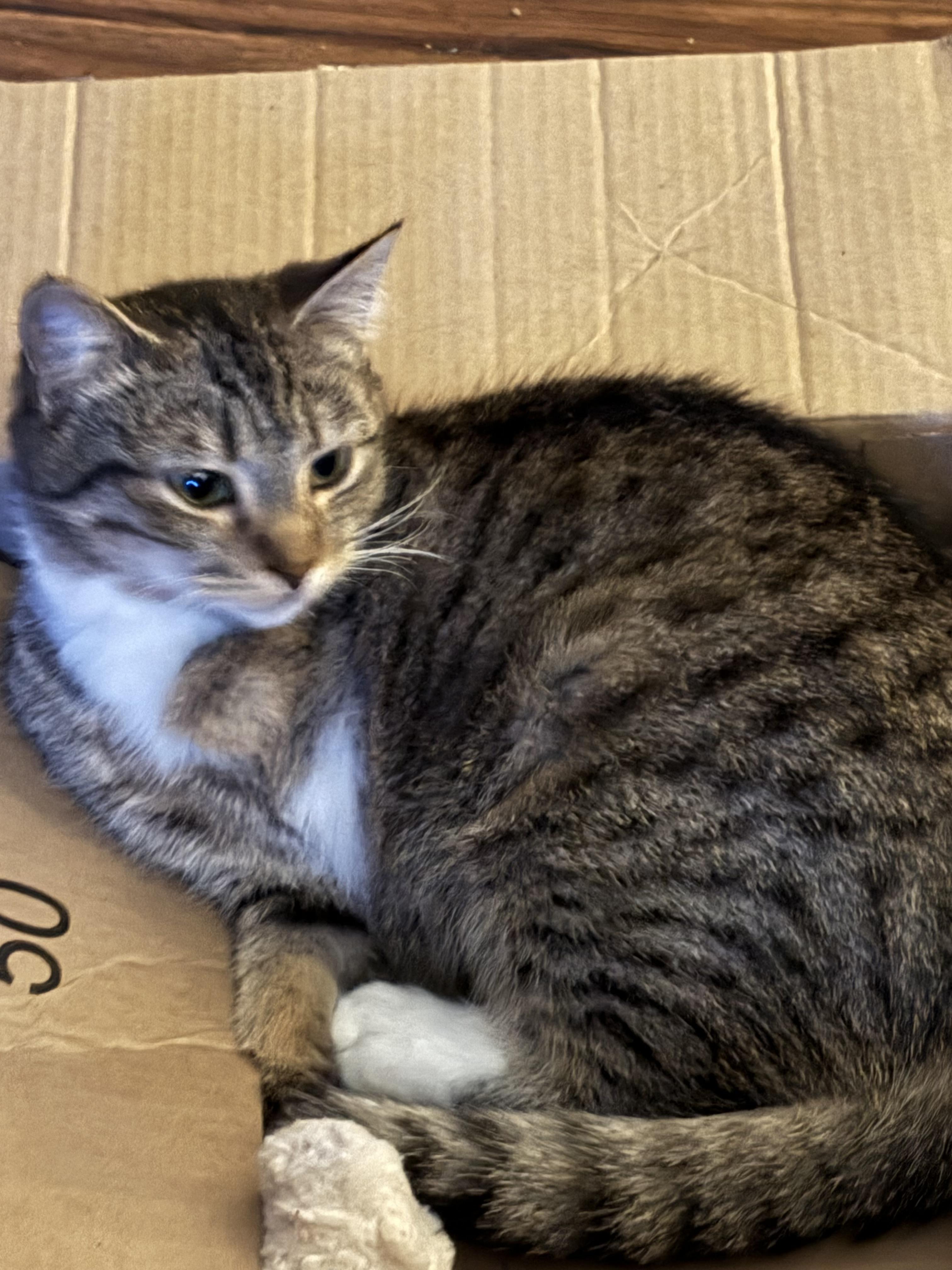 Enlarge Adam James, a Adopted Domestic Short Hair in Battle Ground, WA image 3/6