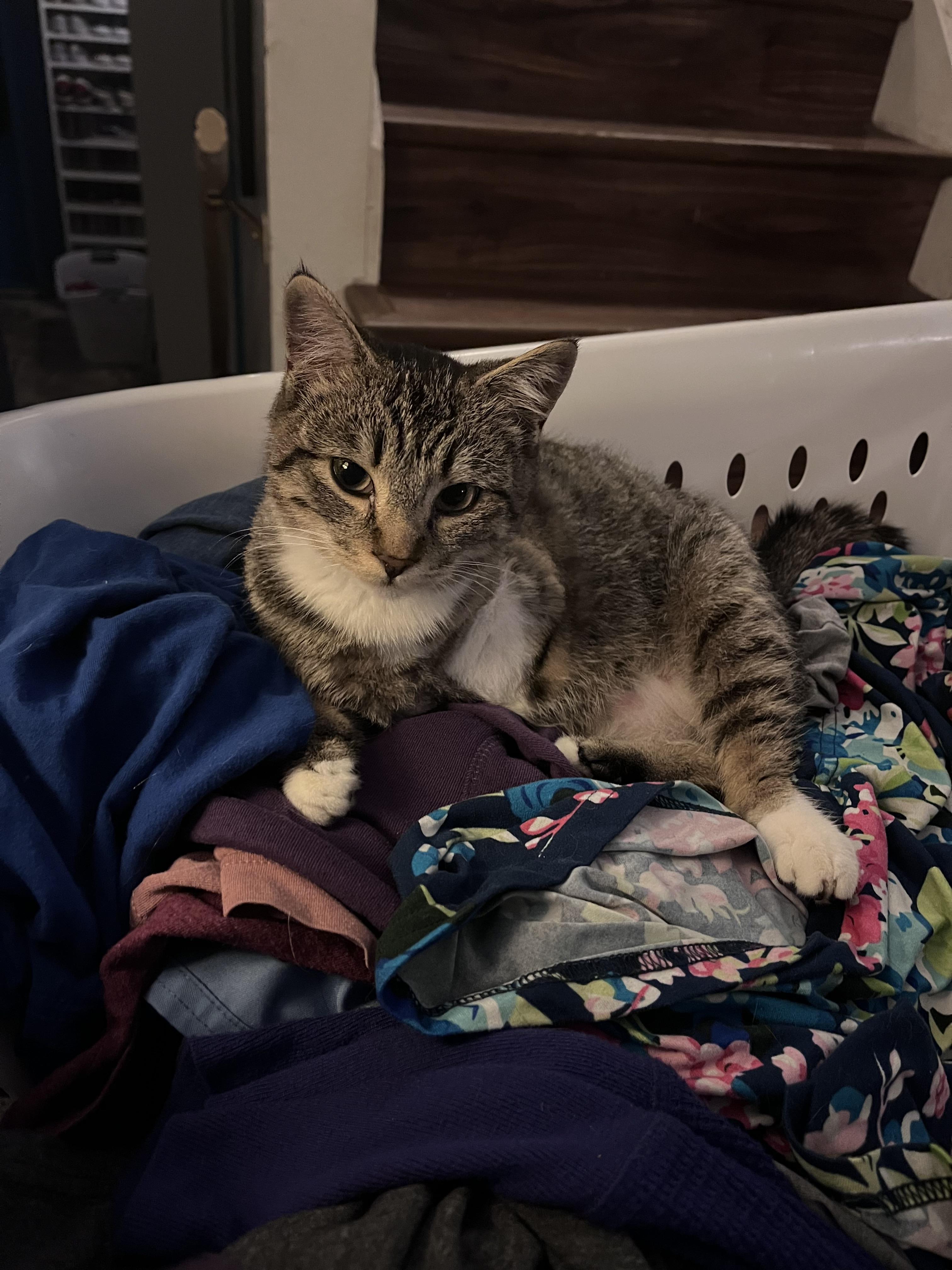 Enlarge Adam James, a Adopted Domestic Short Hair in Battle Ground, WA image 4/6