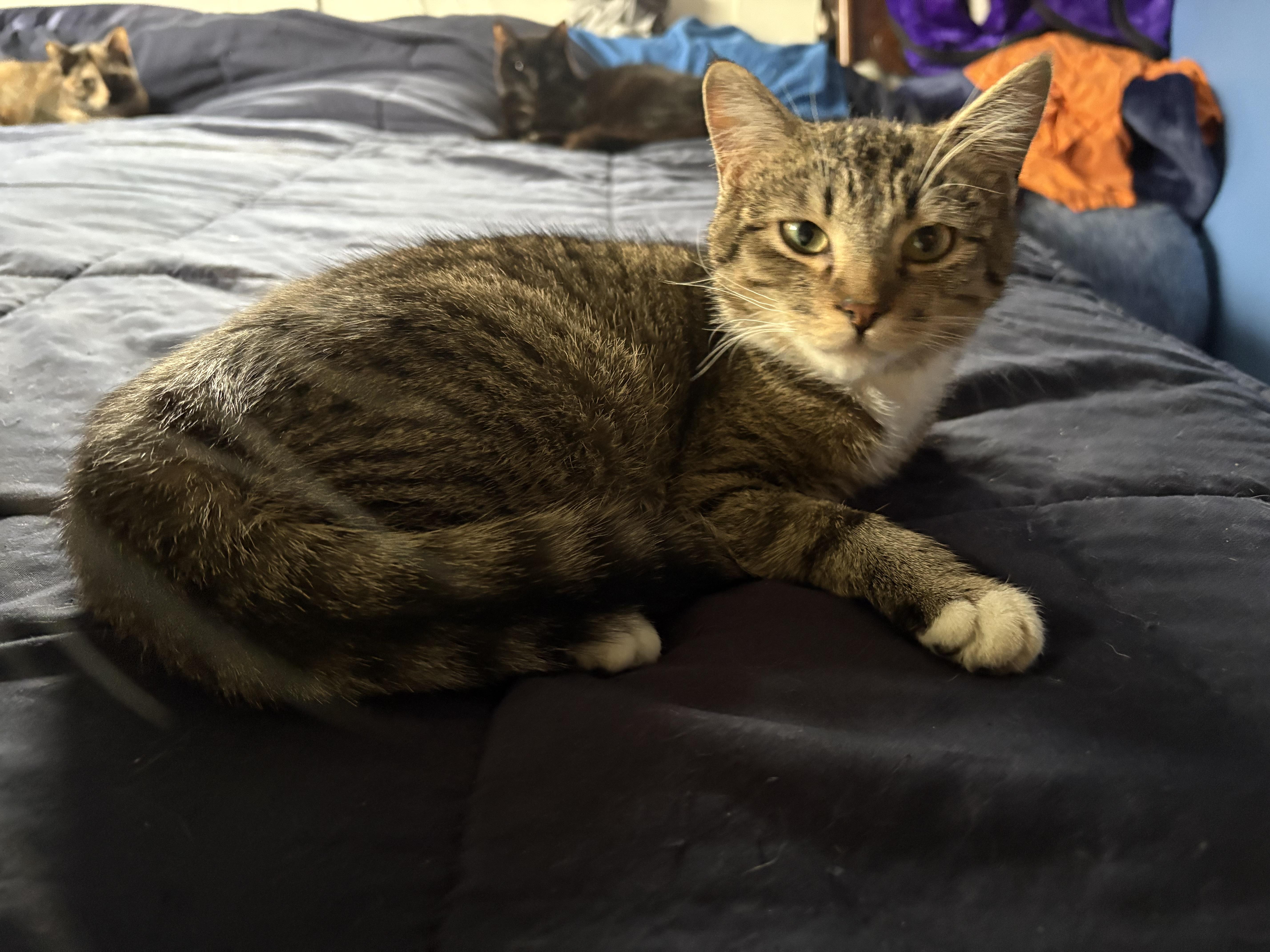 Enlarge Adam James, a Adopted Domestic Short Hair in Battle Ground, WA image 5/6
