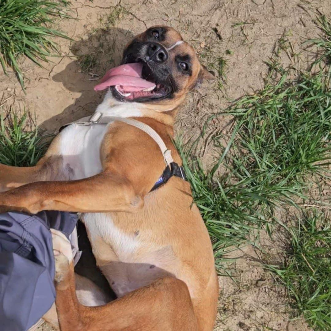 Enlarge MALIBU, a Adoptable mixed breed in Nevada, MO image 1/4