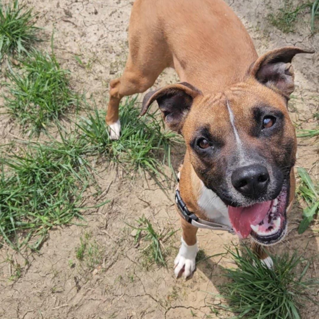 Enlarge MALIBU, a Adoptable mixed breed in Nevada, MO image 2/4