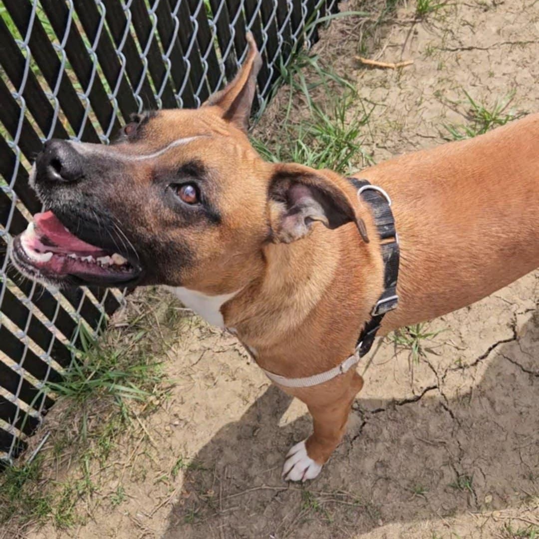 Enlarge MALIBU, a Adoptable mixed breed in Nevada, MO image 3/4