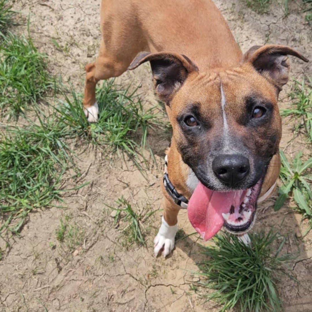 Enlarge MALIBU, a Adoptable mixed breed in Nevada, MO image 4/4