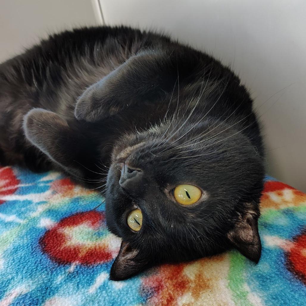 Malcolm, Adoptable, Adult Male Domestic Short Hair.