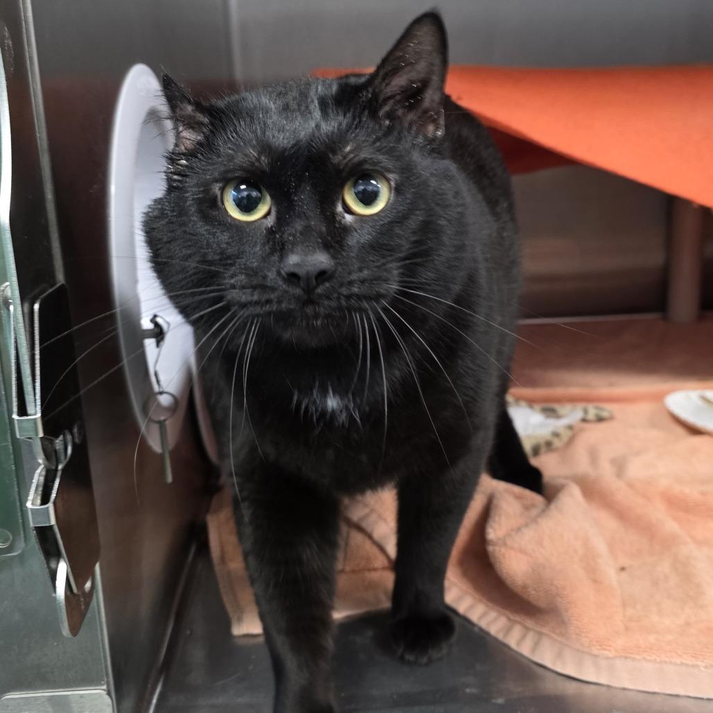Malcolm, Adoptable, Adult Male Domestic Short Hair.