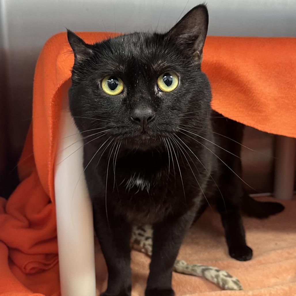 Enlarge Malcolm, a Adoptable Domestic Short Hair in Fort Wayne, IN image 2/6