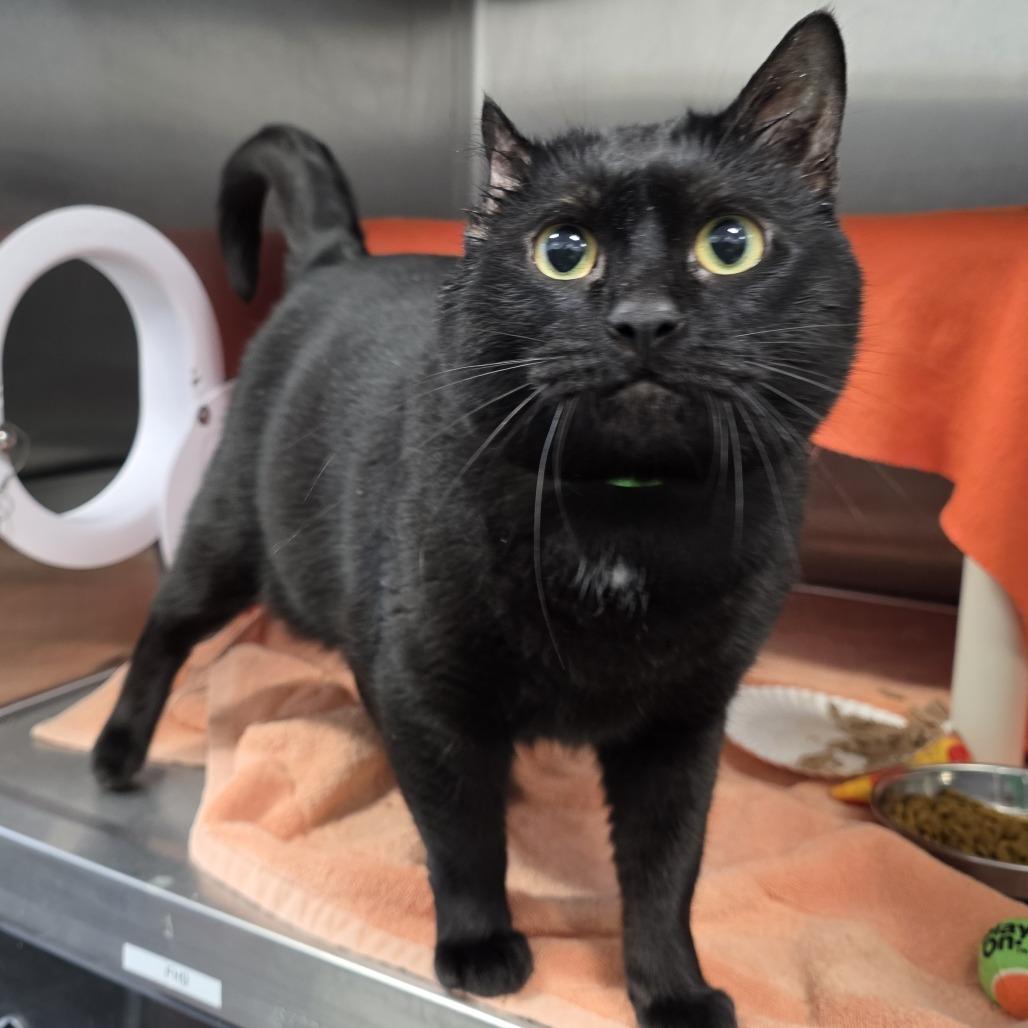 Enlarge Malcolm, a Adoptable Domestic Short Hair in Fort Wayne, IN image 3/6