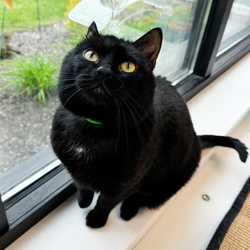 Enlarge Malcolm, a Adoptable Domestic Short Hair in Fort Wayne, IN image 4/6