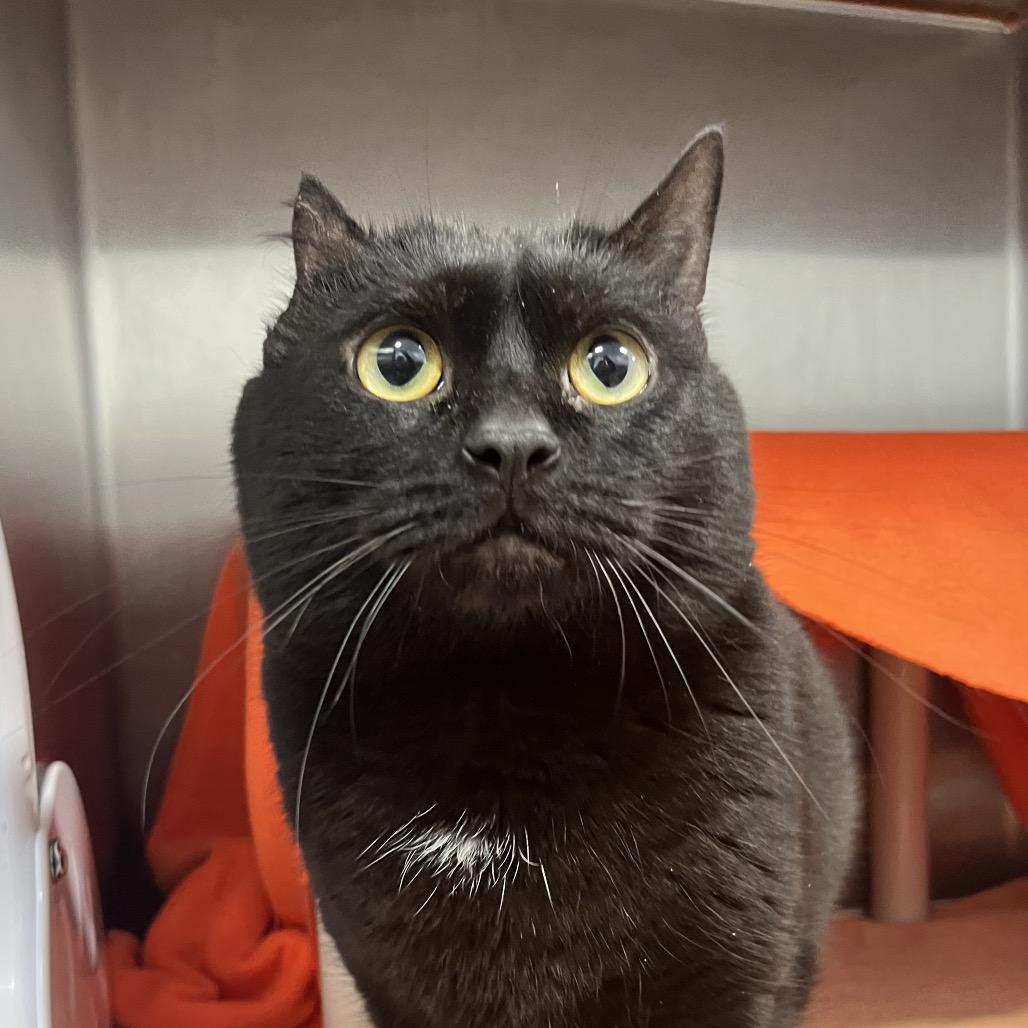 Enlarge Malcolm, a Adoptable Domestic Short Hair in Fort Wayne, IN image 5/6