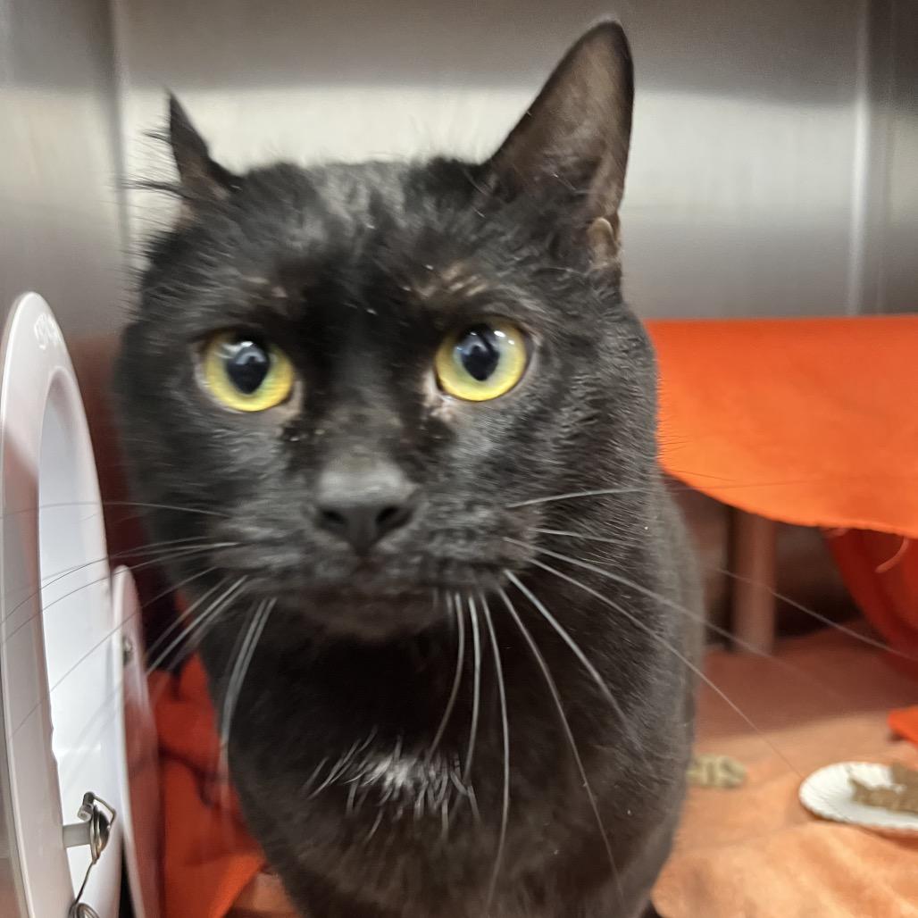 Enlarge Malcolm, a Adoptable Domestic Short Hair in Fort Wayne, IN image 6/6