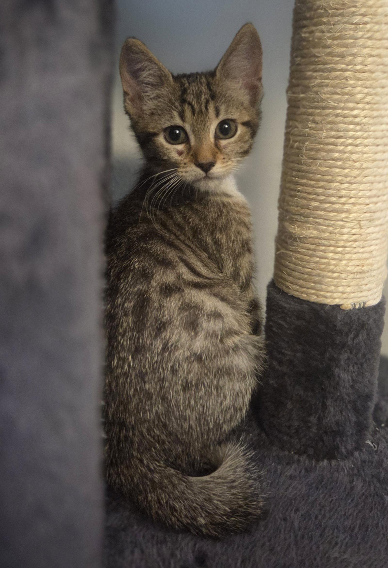 DutchBros 5.12.26, Adoptable, Kitten Female Domestic Short Hair.