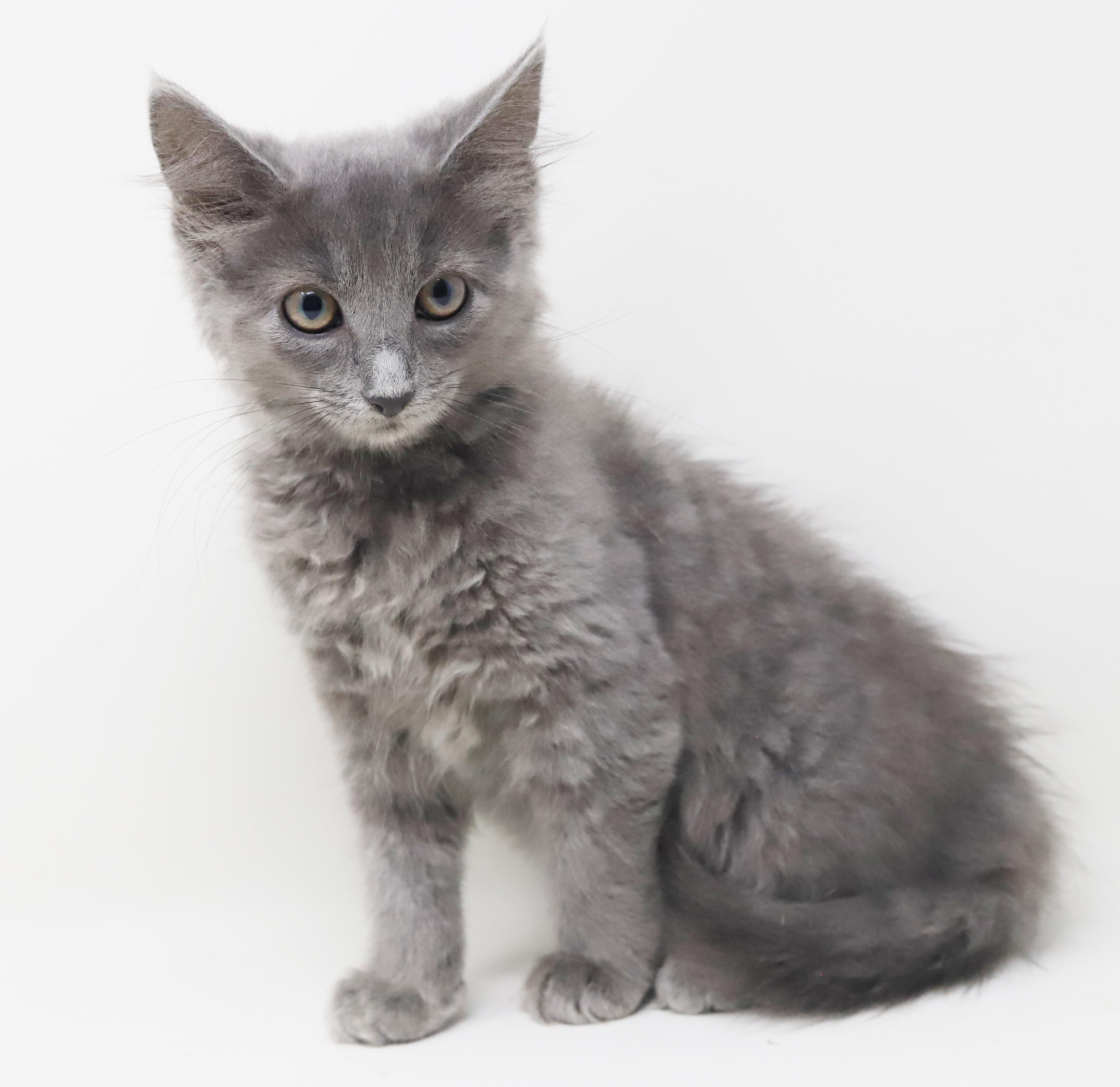 Zlonk is our princess of poofy, adopted, Kitten Female Maine Coon & Nebelung.
