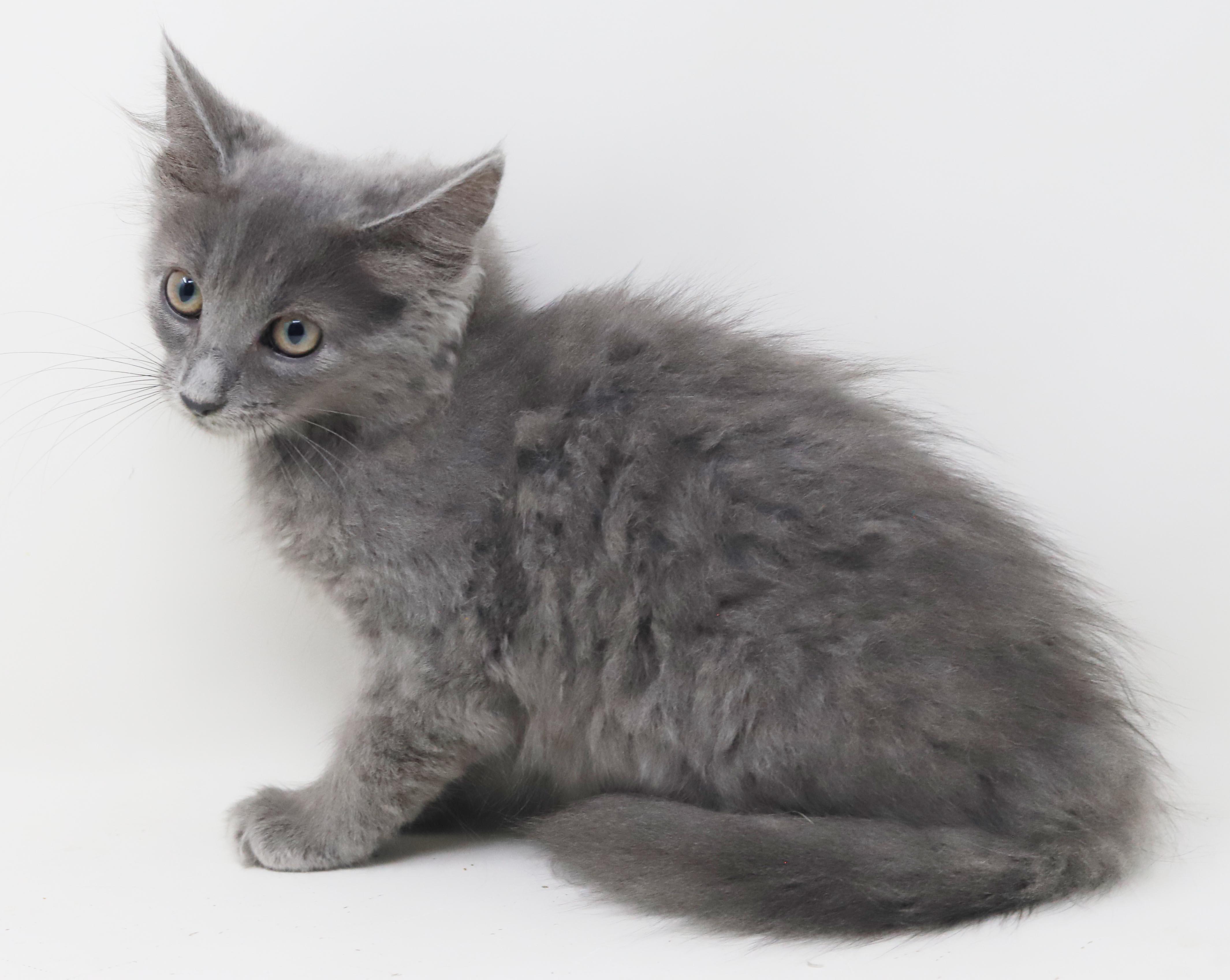 Zlonk is our princess of poofy, an adopted mixed breed in Bedford Hills, NY image 2/6