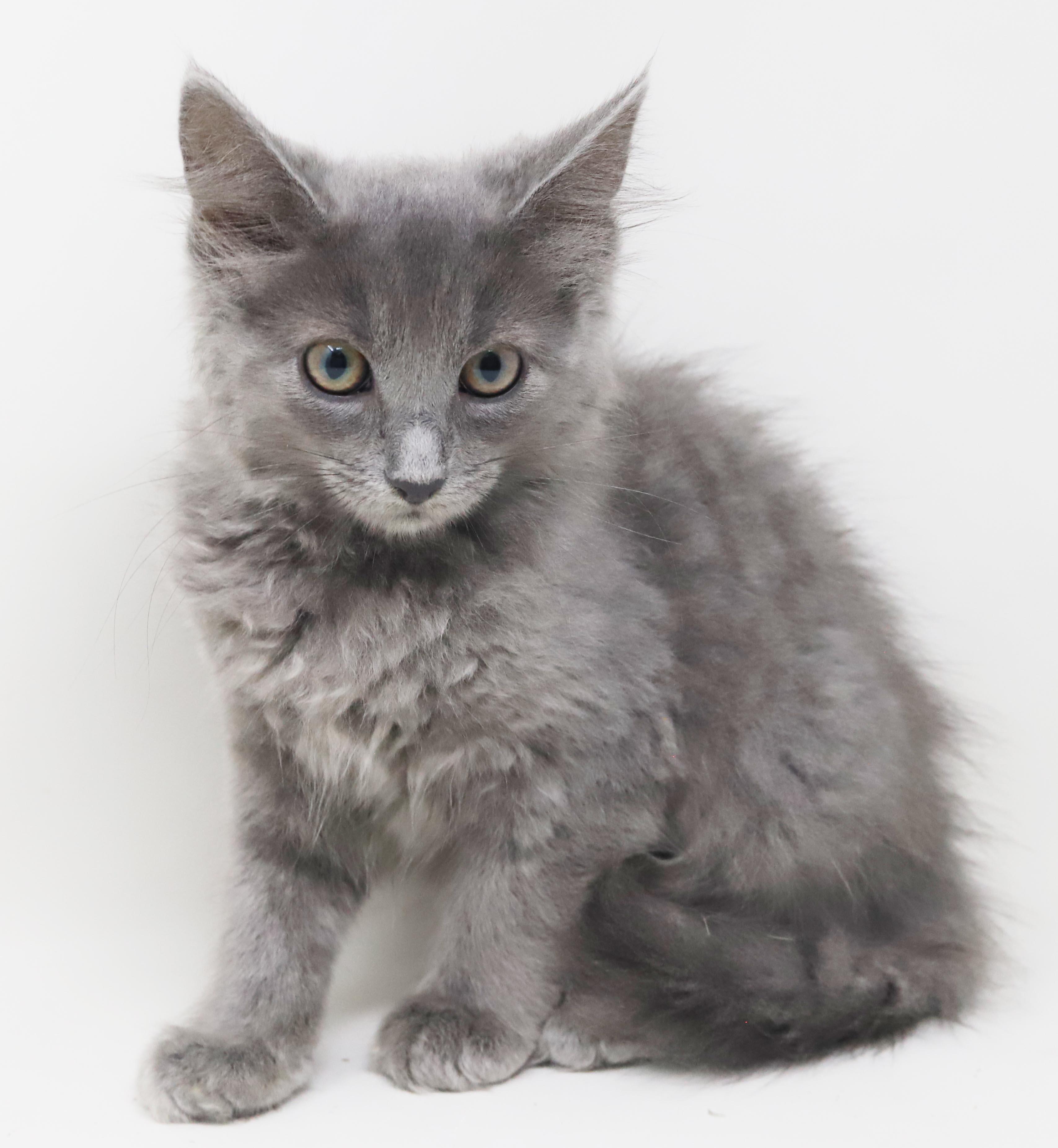 Zlonk is our princess of poofy, an adopted mixed breed in Bedford Hills, NY image 3/6