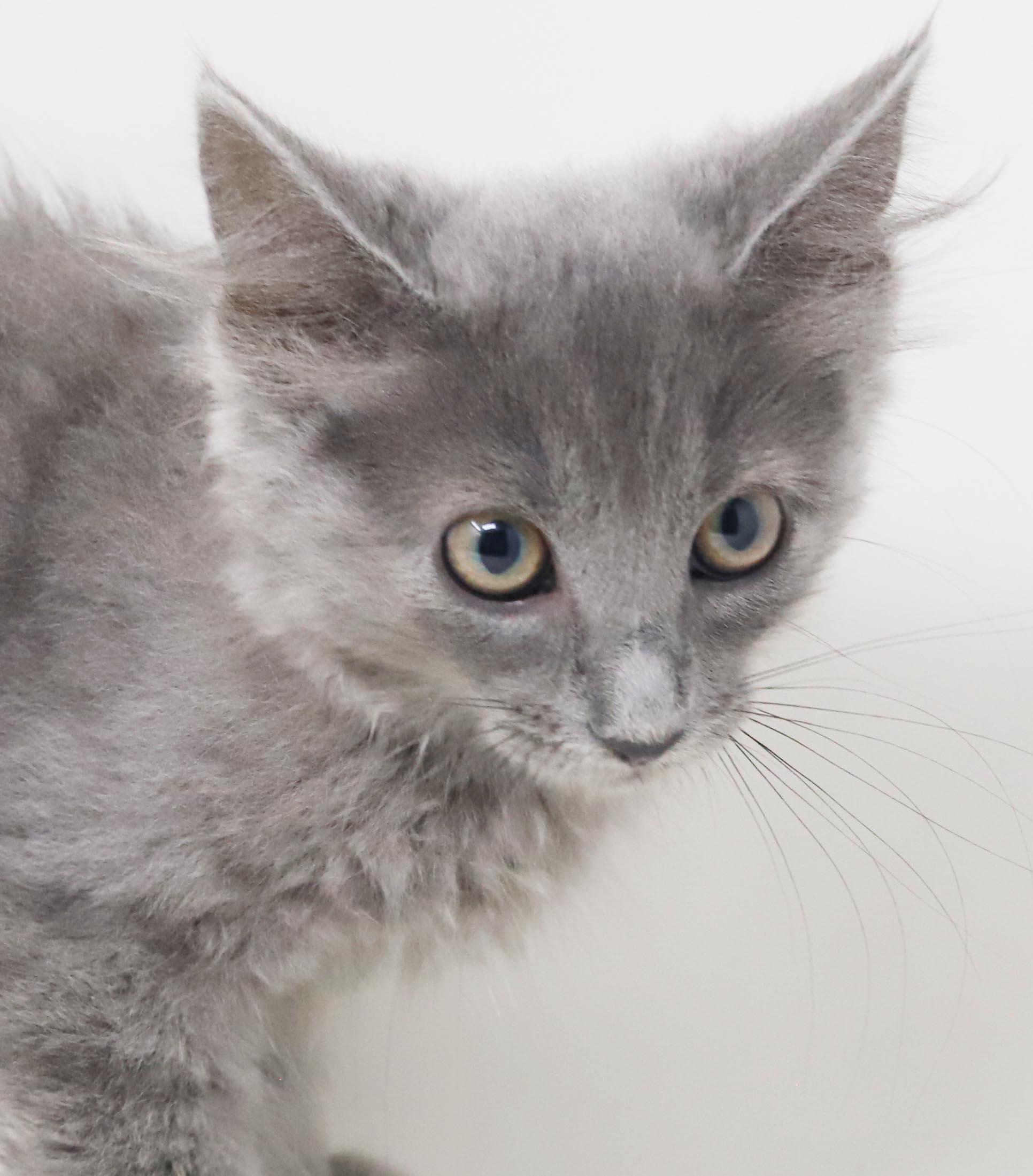 Zlonk is our princess of poofy, an adopted mixed breed in Bedford Hills, NY image 4/6