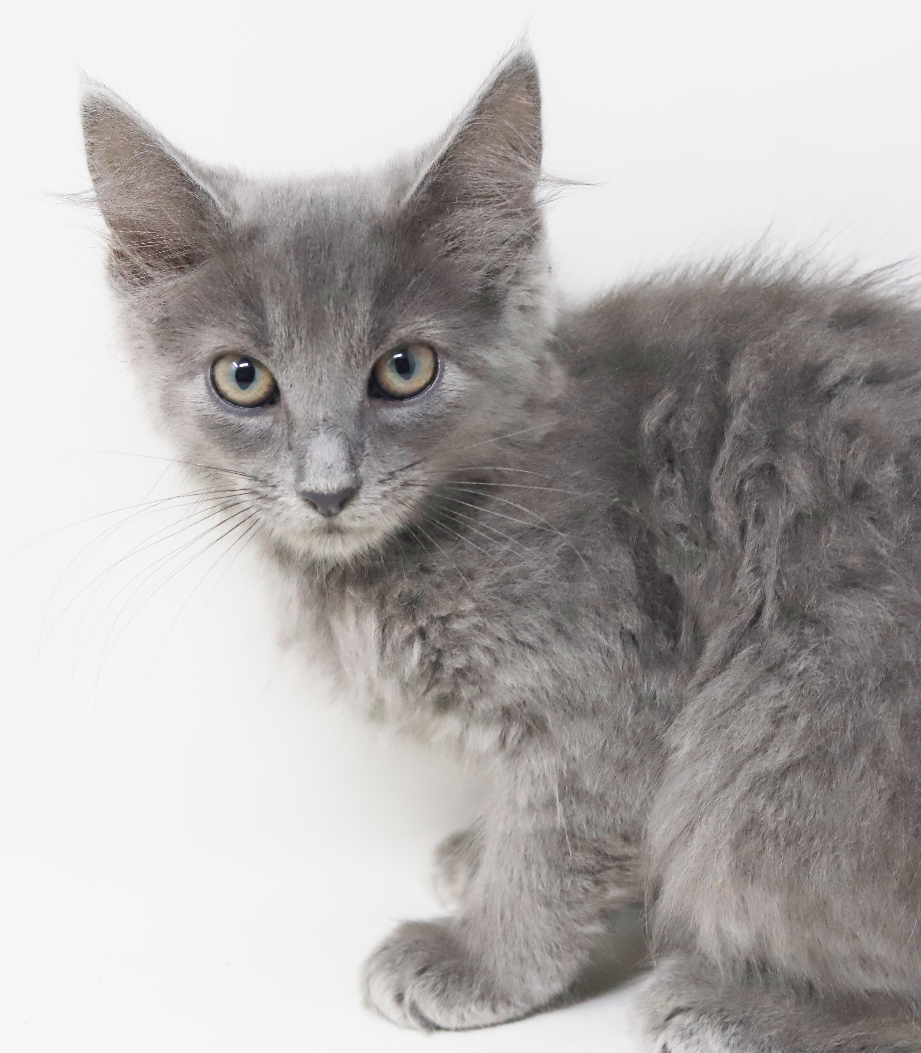 Zlonk is our princess of poofy, an adopted mixed breed in Bedford Hills, NY image 5/6