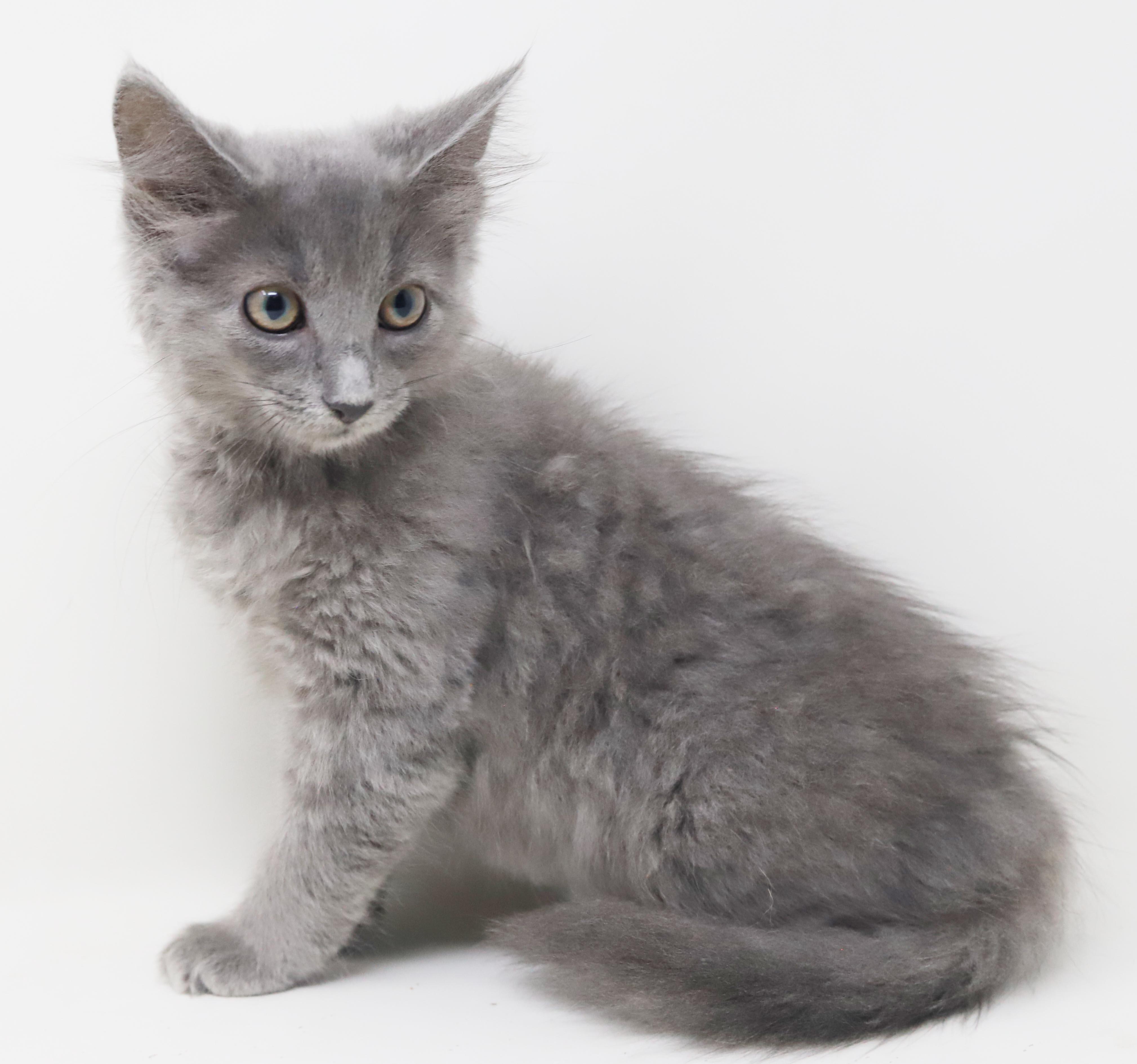 Zlonk is our princess of poofy, an adopted mixed breed in Bedford Hills, NY image 6/6