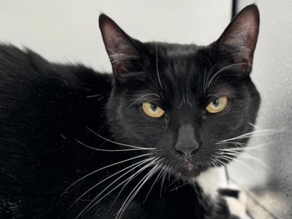Tilly, Adoptable, Adult Female Domestic Short Hair.