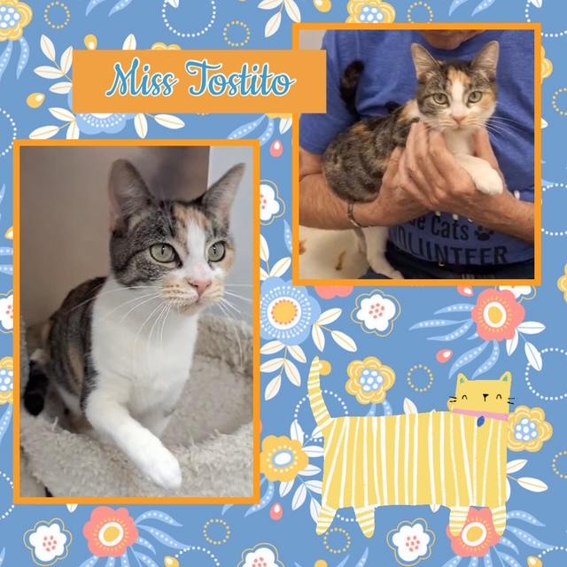 Enlarge Tostito, a Adoptable Domestic Short Hair in Kearney, NE image 1/1