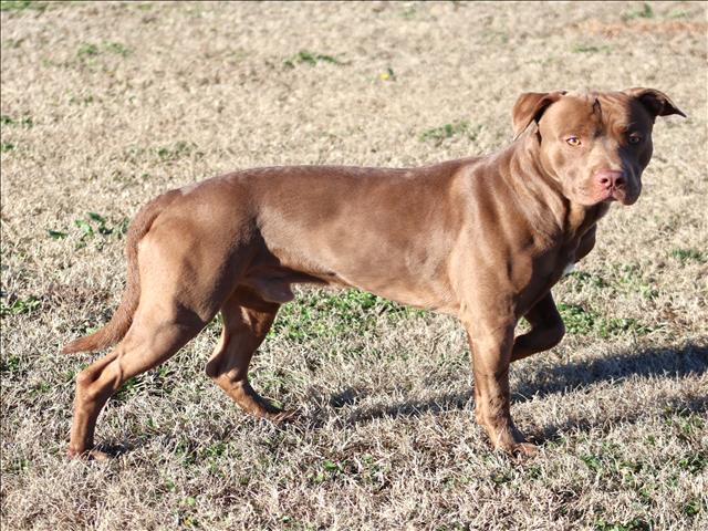 JAKE, Adoptable, Adult Male Pit Bull Terrier.