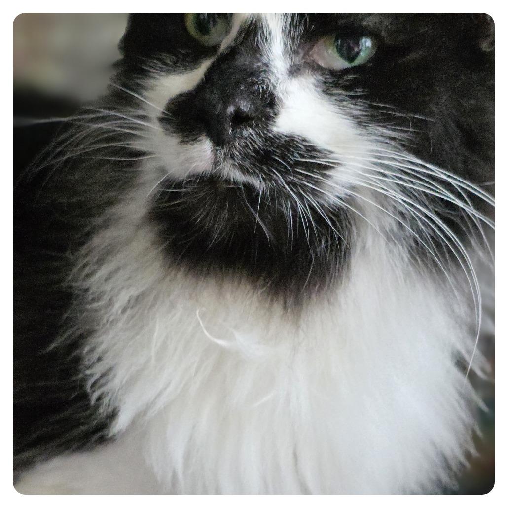 Emo, a Adoptable Domestic Long Hair in Wiggins, MS image 1/3